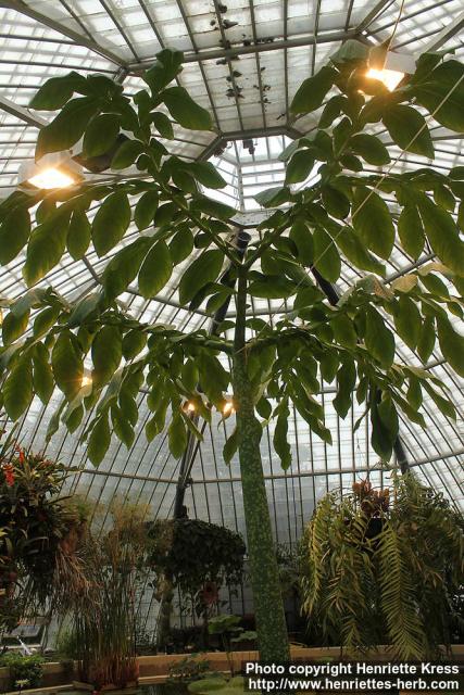 Photo: Amorphophallus titanum 5.