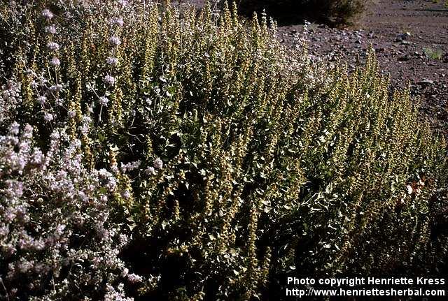 Photo: Ambrosia ilicifolia.