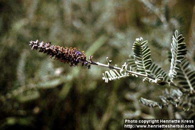 Photo: Amorpha 1.