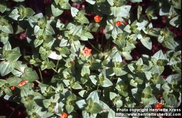 Photo: Anagallis arvensis 4.