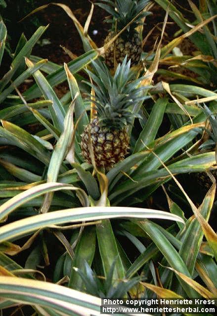 Photo: Ananas comosus 1.