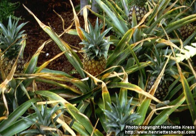 Photo: Ananas comosus.