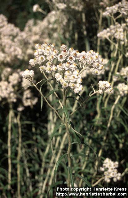 Photo: Anaphalis margaritacea 1.