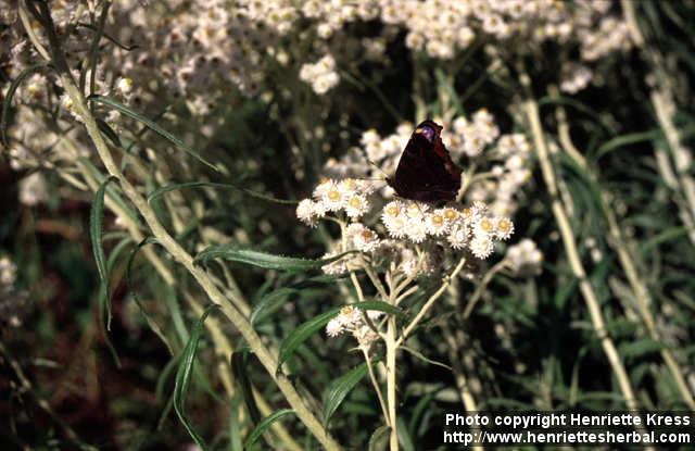 Photo: Anaphalis margaritacea 2.