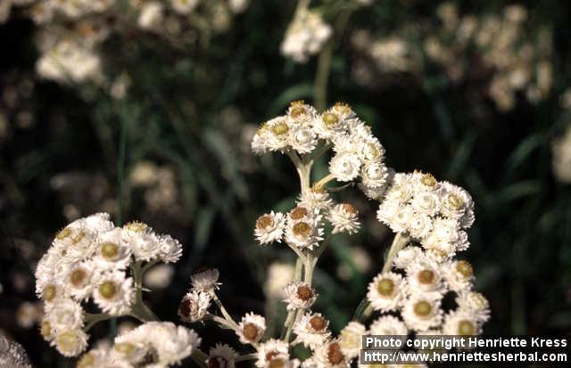 Photo: Anaphalis margaritacea 3.