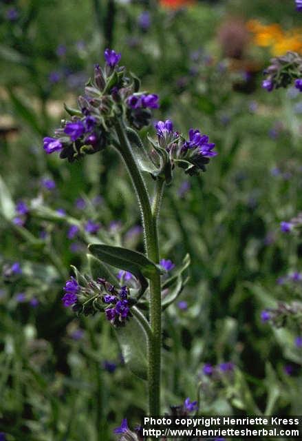 Photo: Anchusa officinalis 1.