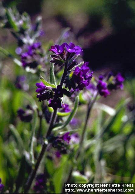 Photo: Anchusa officinalis 2.