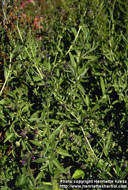 Photo: Anchusa officinalis 4.