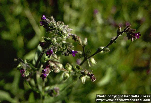 Photo: Anchusa officinalis 5.