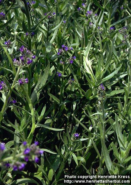 Photo: Anchusa officinalis.