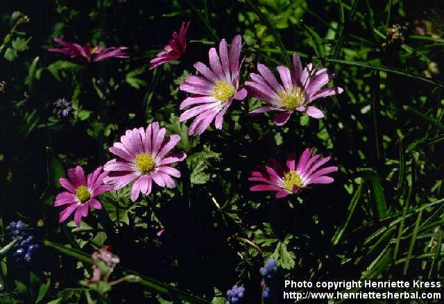 Photo: Anemone blanda.