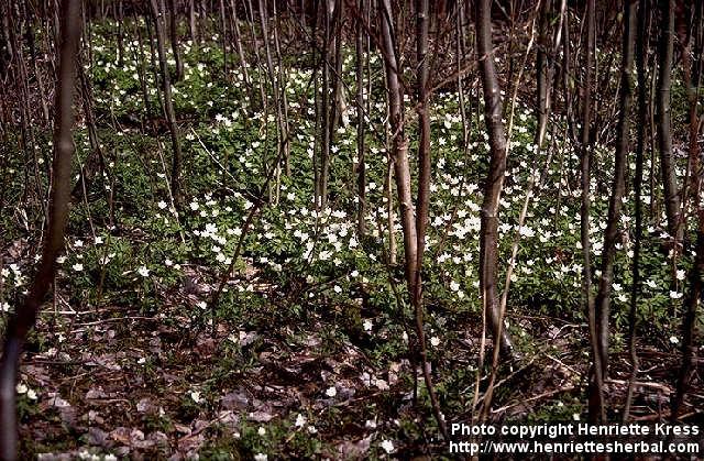 Photo: Anemone nemorosa 1.