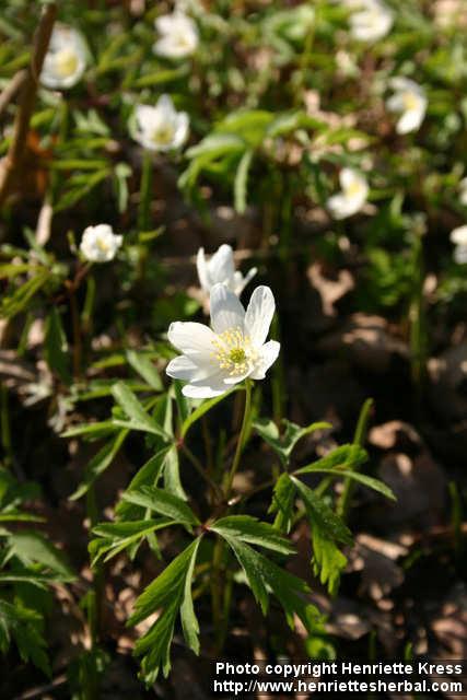 Photo: Anemone nemorosa 11.