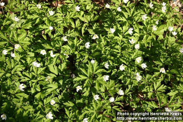 Photo: Anemone nemorosa 12.