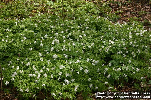 Photo: Anemone nemorosa 13.