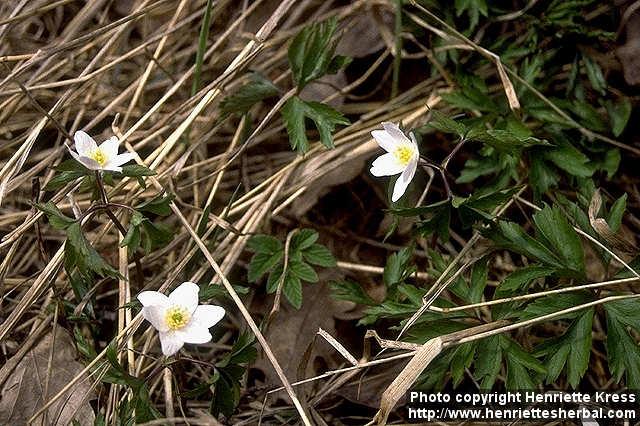 Photo: Anemone nemorosa 2.