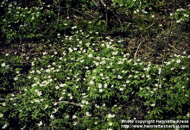 Photo: Anemone nemorosa 4.