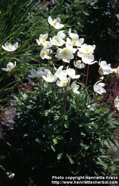 Photo: Anemone sylvestris 1.