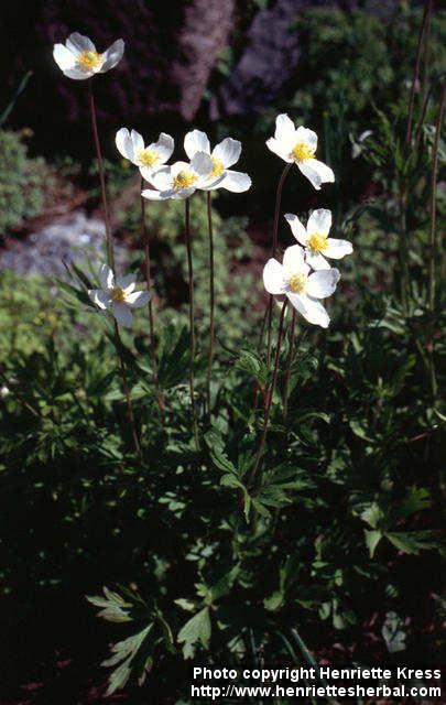 Photo: Anemone sylvestris 2.