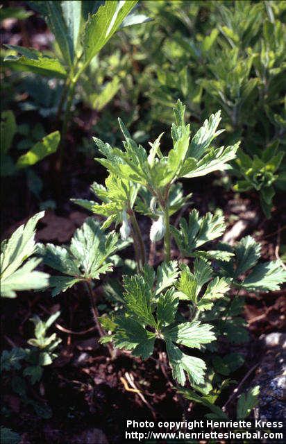 Photo: Anemone sylvestris.