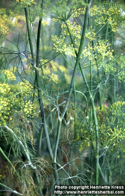 Photo: Anethum graveolens 4.