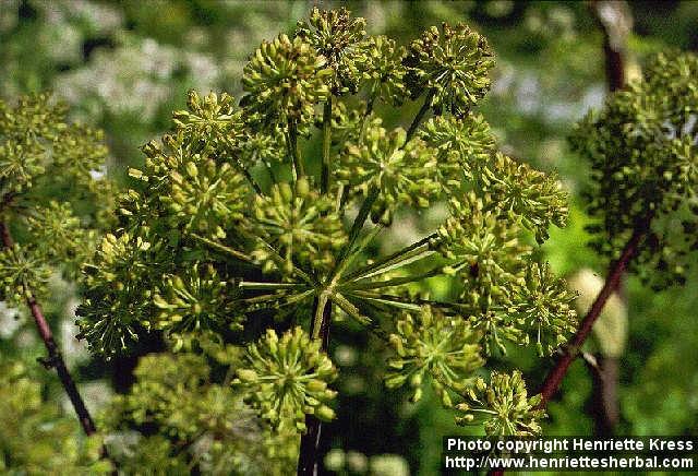 Photo: Angelica archangelica 1.