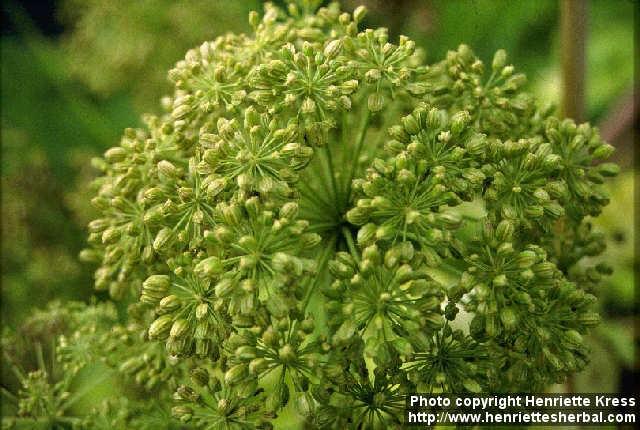 Photo: Angelica archangelica 4.