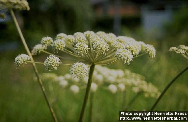 Photo: Angelica sylvestris 1.