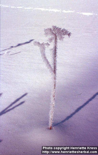 Photo: Angelica sylvestris 11.