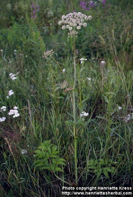 Photo: Angelica sylvestris 3.