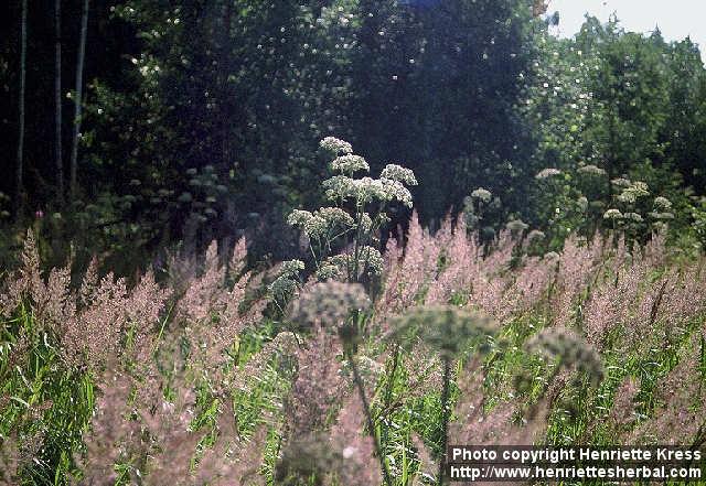 Photo: Angelica sylvestris 4.