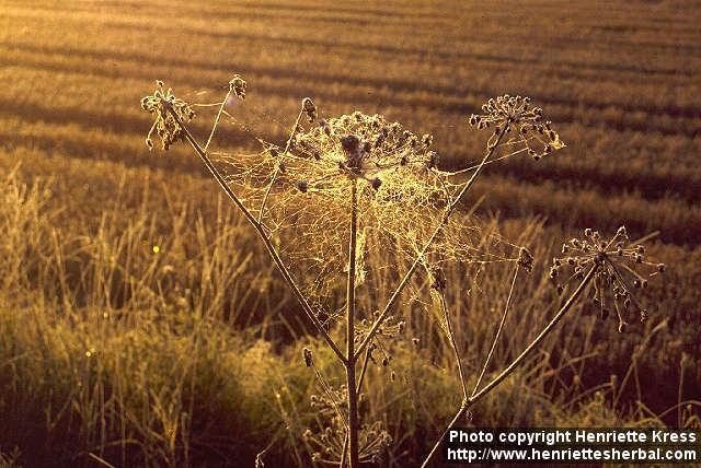 Photo: Angelica sylvestris 5.