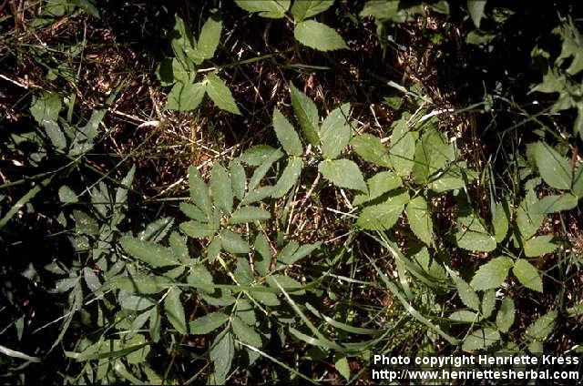 Photo: Angelica sylvestris 8.