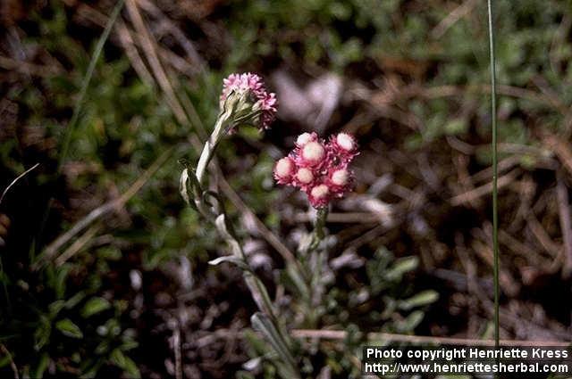 Photo: Antennaria dioica 1.