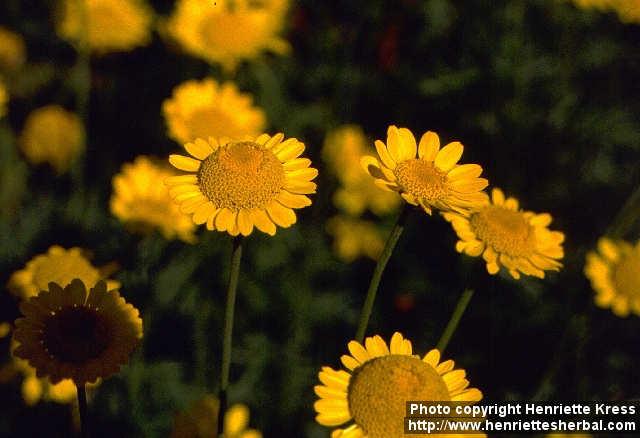 Photo: Anthemis tinctoria 3.