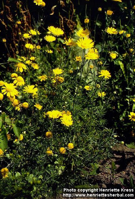 Photo: Anthemis tinctoria.