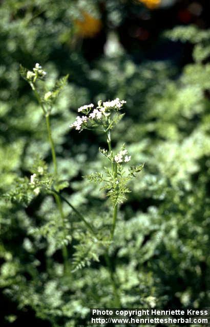 Photo: Anthriscus cerefolium 5.