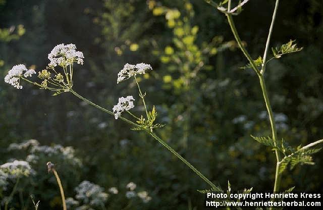 Photo: Anthriscus sylvestris 1.