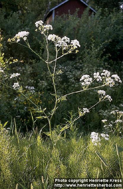 Photo: Anthriscus sylvestris.