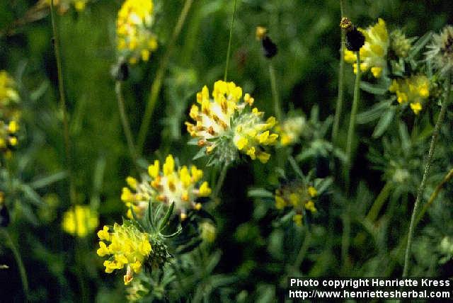 Photo: Anthyllis vulneraria 1.