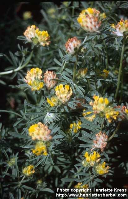 Photo: Anthyllis vulneraria 2.