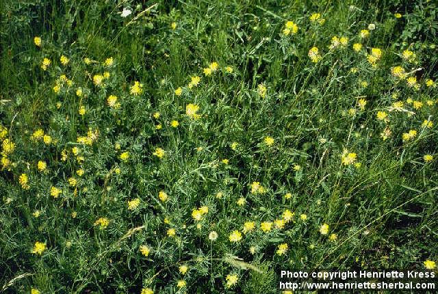 Photo: Anthyllis vulneraria.