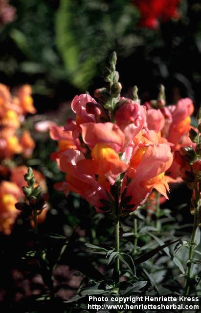 Photo: Antirrhinum majus 1.