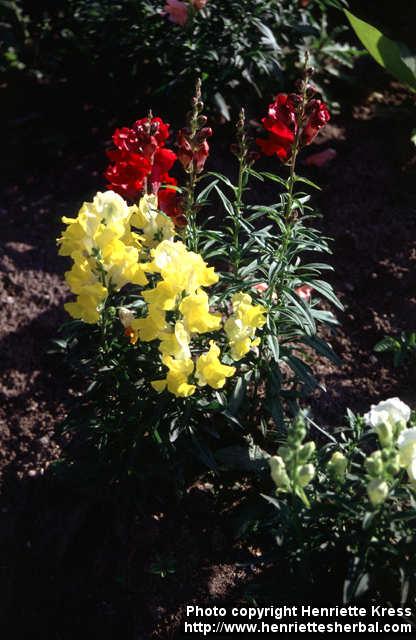 Photo: Antirrhinum majus.