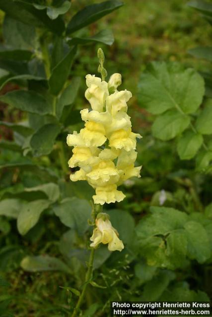 Photo: Antirrhinum majus 2.