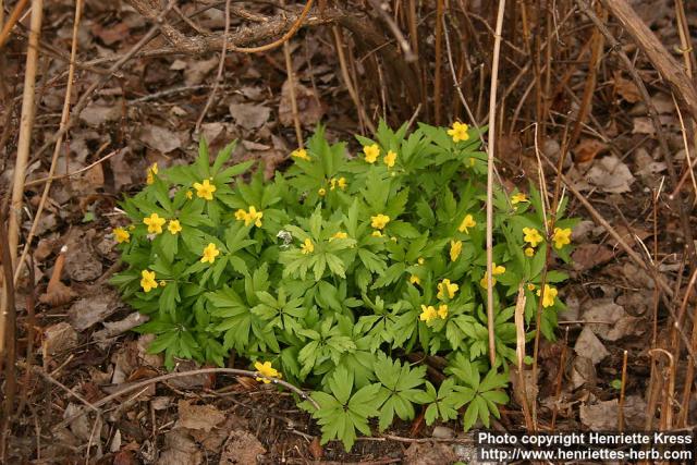 Photo: Anemone ranunculoides 4.