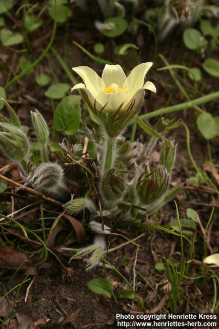 Photo: Pulsatilla flavescens 2.