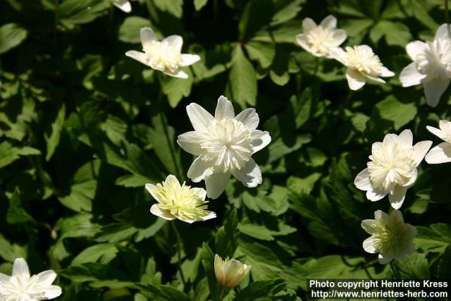 Photo: Anemone nemorosa 14.