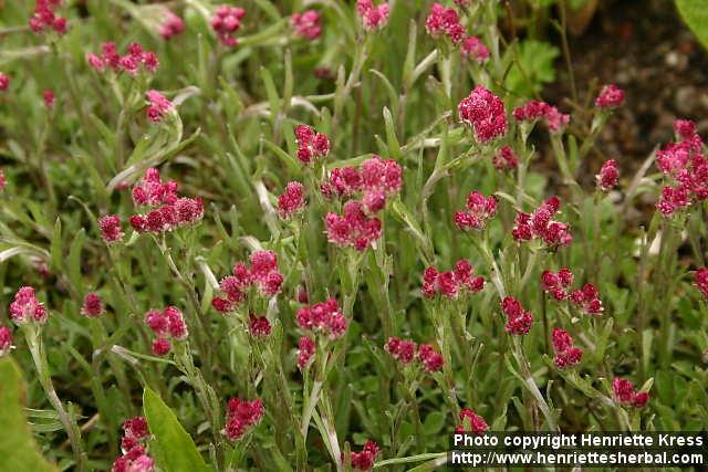 Photo: Antennaria dioica 2.