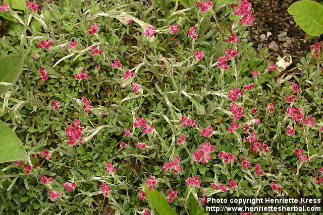 Photo: Antennaria dioica 3.